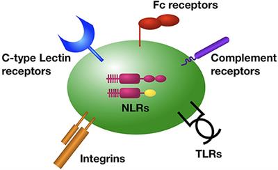 Platelets and Intravascular Immunity: Guardians of the Vascular Space During Bloodstream Infections and Sepsis